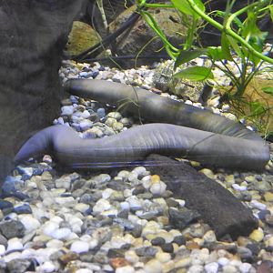 Aquatic Caecilian