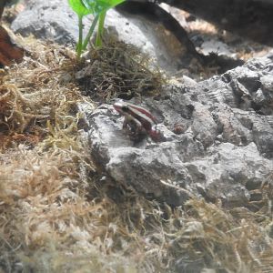 Phantasmal Poison Frog