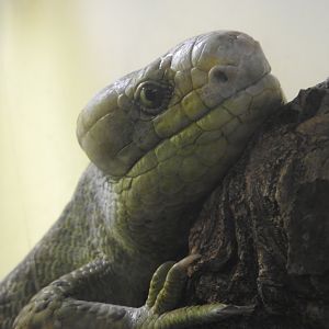 Prehensile-tailed Skink