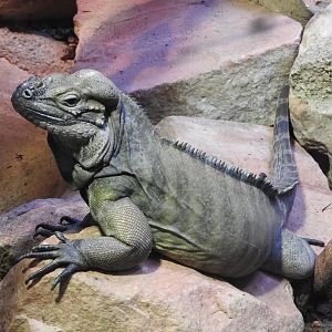 Rhinoceros Iguana