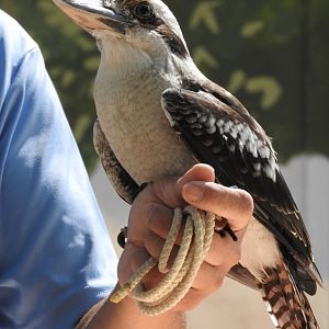 Foster, Laughing Kookaburra