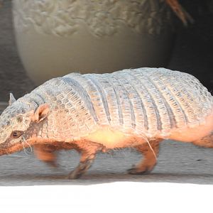 Abby, Six-banded Armadillo