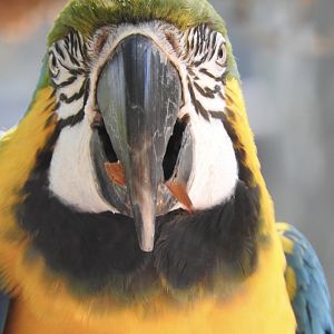 Julio, Blue & Yellow Macaw