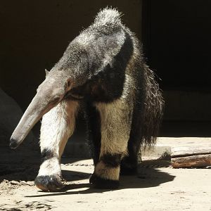 Giant Anteater