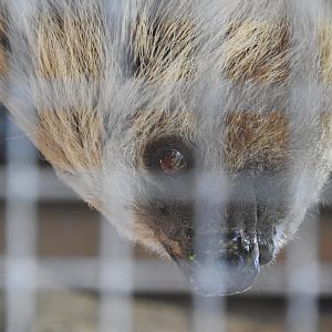 Southern Two-toed Sloth