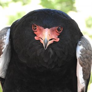 Cameron, Bateleur