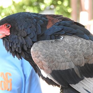 Cameron, Bateleur
