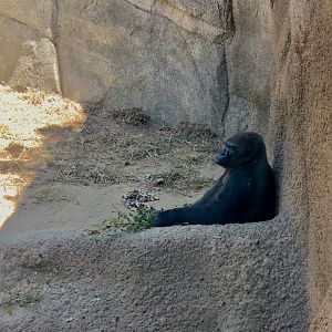 Western Lowland Gorilla