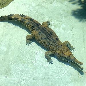Tomistoma