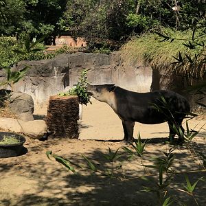 Baird’s Tapir