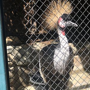 Black Crowned Crane