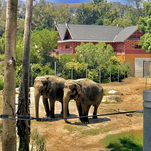 Asian Elephants