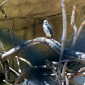 African Pygmy Falcon