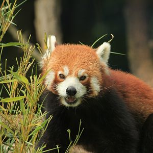 Red Panda (April 2018)