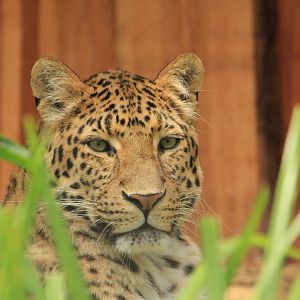 China Leopard (April 2018)