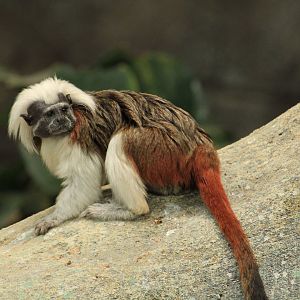Cotton-top tamarin (April 2018)
