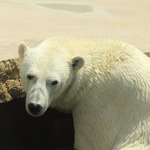 Polar Bear (April 2018)
