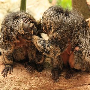 White-faced saki (April 2018)
