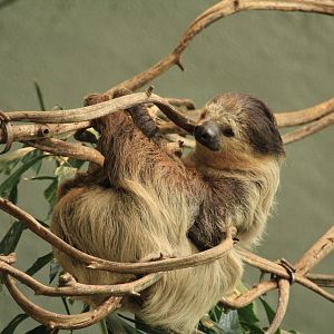 Two-toed Sloth (April 2018)