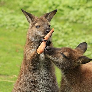 Parma wallaby (April 2018)