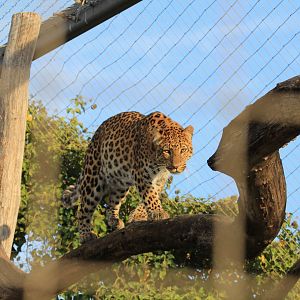 China Leopard (November 2018)