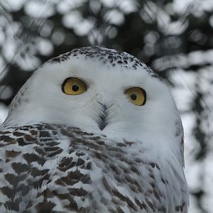 Snowy owl (November 2018)