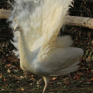 White peafowl (November 2018)