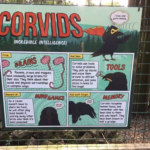 Corvid sign
