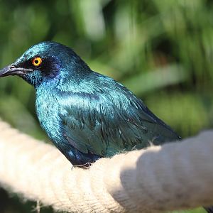Blue-eared Glossy Starling