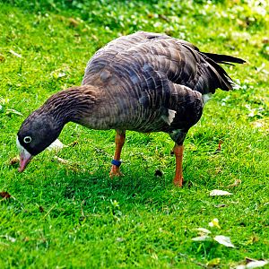 Lesser White-fronted goose