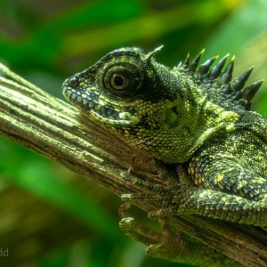 Mountain horned dragon (Green pricklenape) : Cotswold WP : 14 Jun 2019