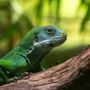 Fiji banded iguana : Cotswold WP : 14 Jun 2019