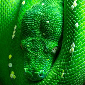 Green tree python : Cotswold WP : 14 Jun 2019