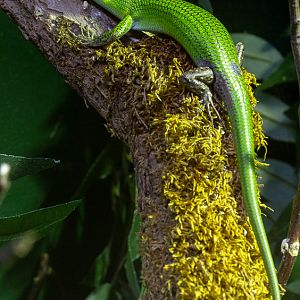 Emerald tree skink : Cotswold WP : 14 Jun 2019