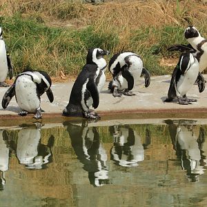 African Penguins (August 2018)