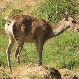 Bactrian deer (August 2018)