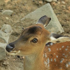 Vietnam Sika Deer (August 2018)