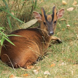 Reeves's muntjac (August 2018)