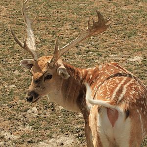Persian Fallow Deer (August 2018)