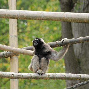 Pileated gibbon (August 2018)
