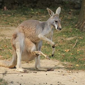 Red kangaroo (August 2018)