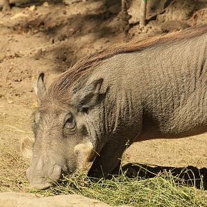 Nolan Warthog (August 2018)