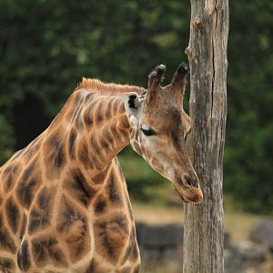 Rothschild's giraffe (August 2018)