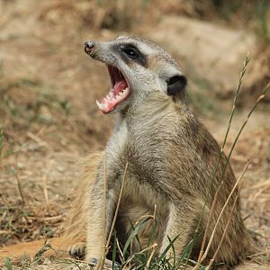 Meerkat (August 2018)