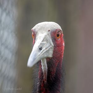 Sarus crane (Indian sarus crane) : Hamerton : 14 Jul 2019