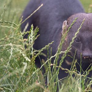 Tayra : Hamerton : 14 Jul 2019