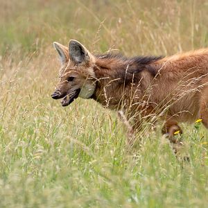 Maned wolf : Hamerton : 14 Jul 2019