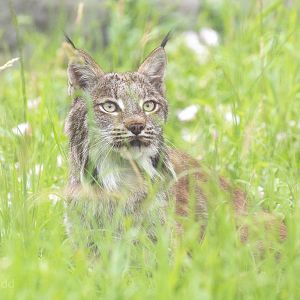 Canada lynx : Hamerton : 14 Jul 2019