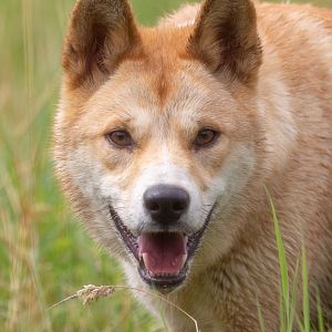 Dingo : Hamerton : 14 Jul 2019