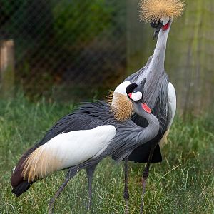Grey crowned-crane (East African crowned-crane) : Hamerton : 14 Jul 2019